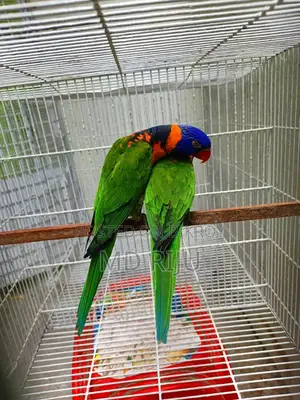 Birds For Sell