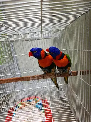 Birds For Sell