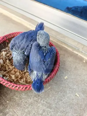 Birds For Sell