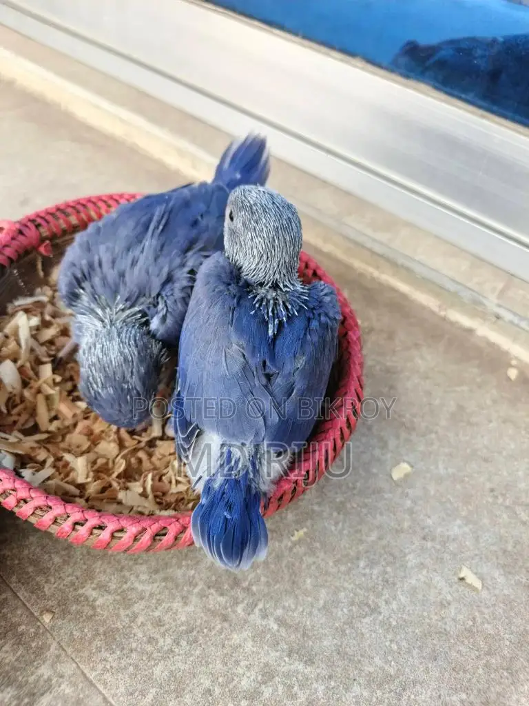 Birds For Sell