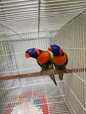Birds For Sell