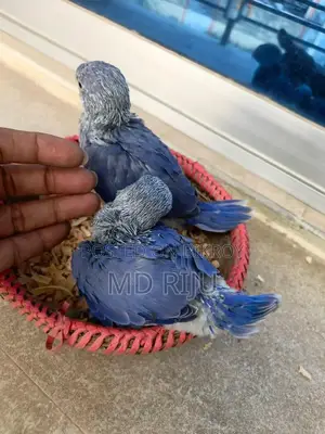 Birds For Sell