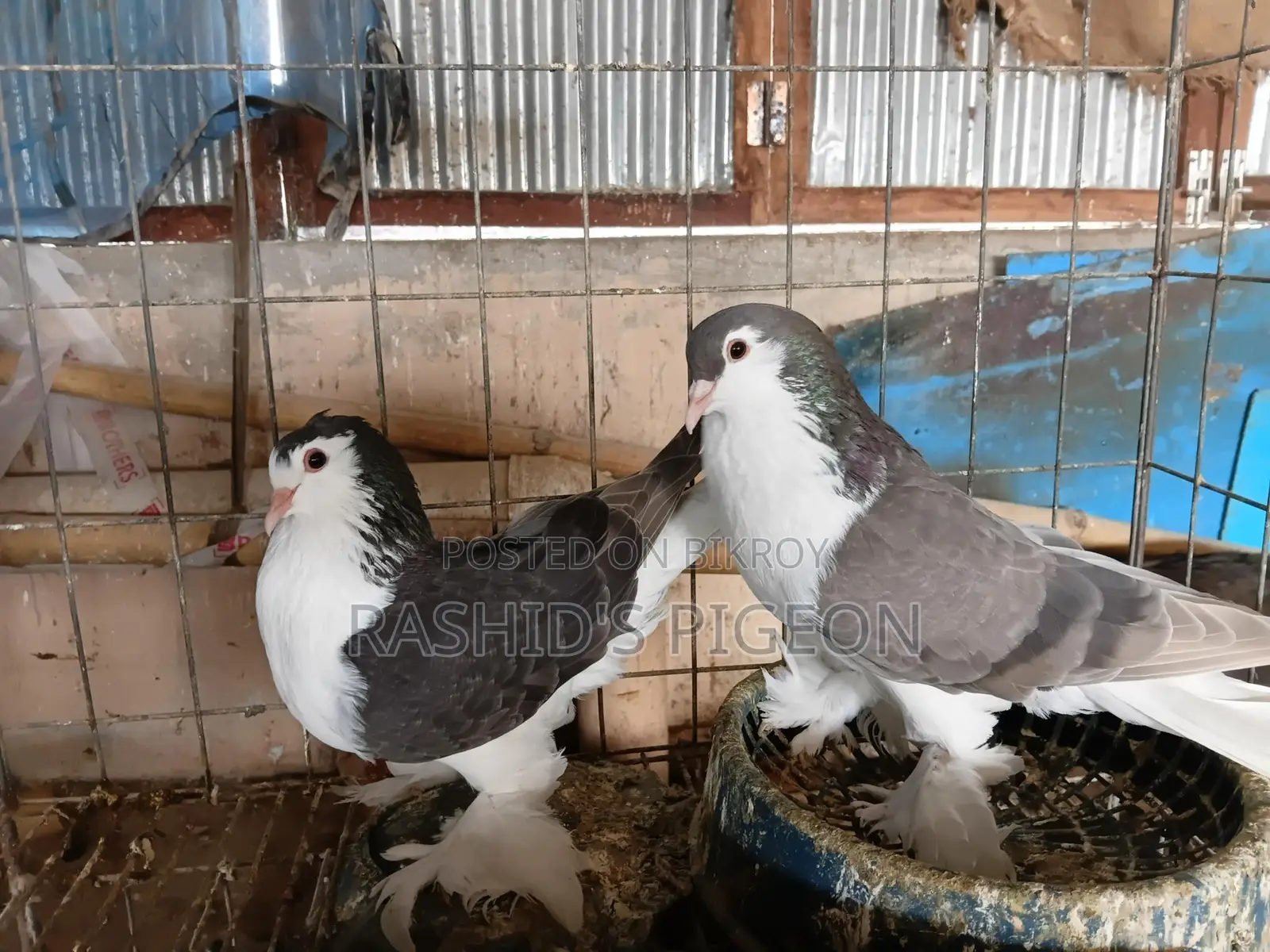 Pigeons for Sale