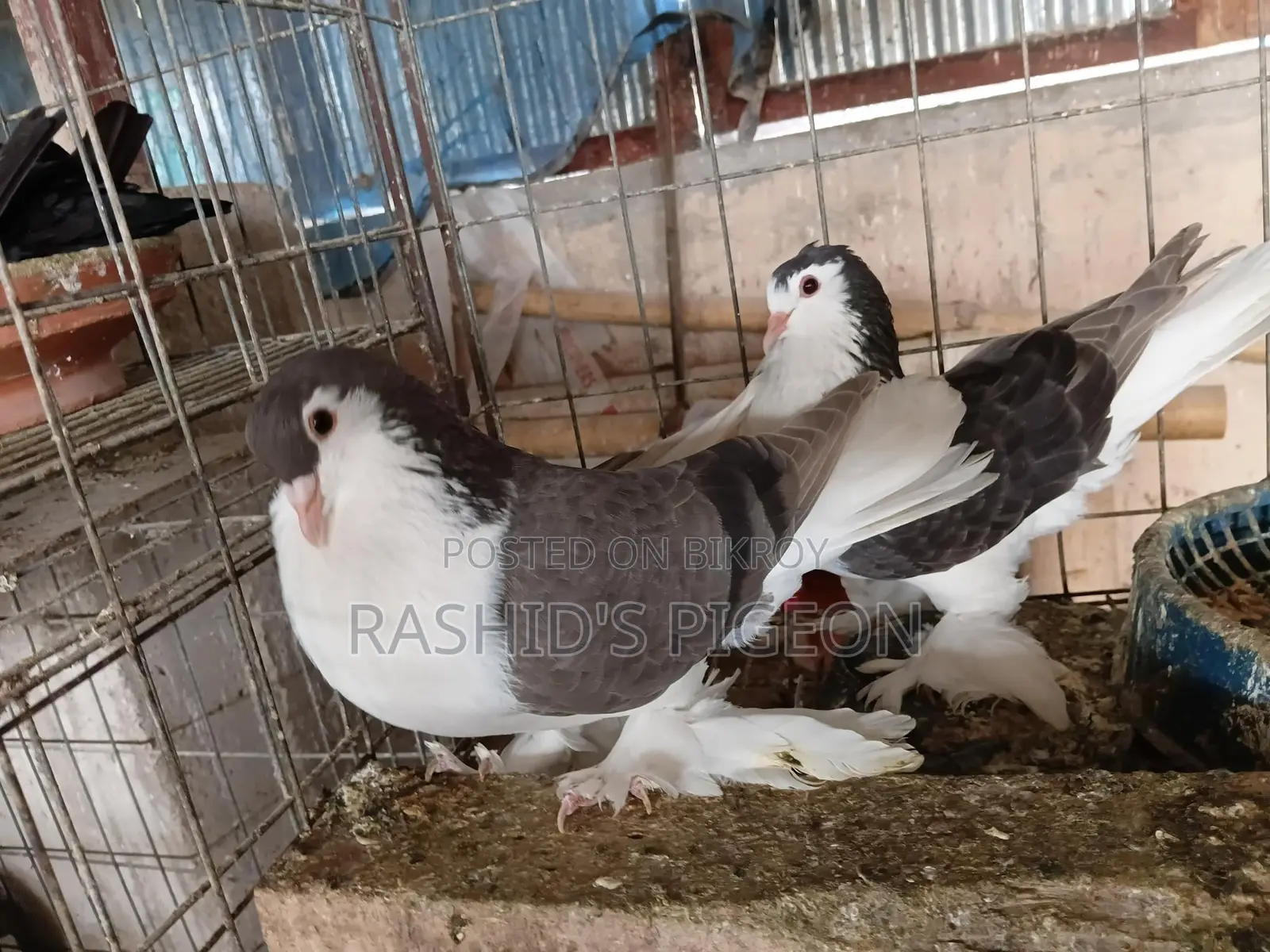 Pigeons for Sale