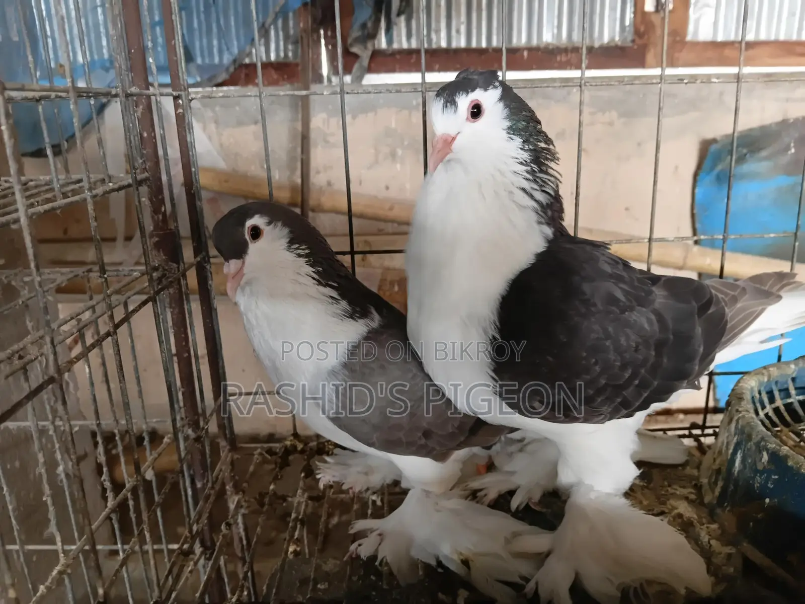 Pigeons for Sale