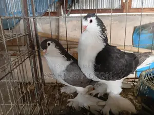 Pigeons for Sale