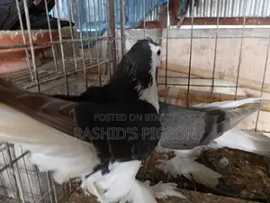 Pigeons for Sale