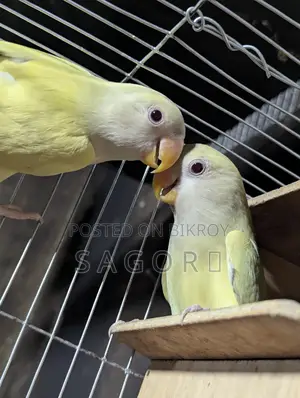 Love Bird