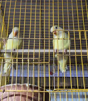 Love Bird