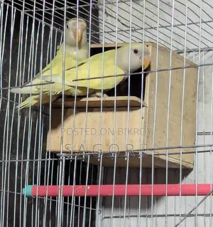 Love Bird