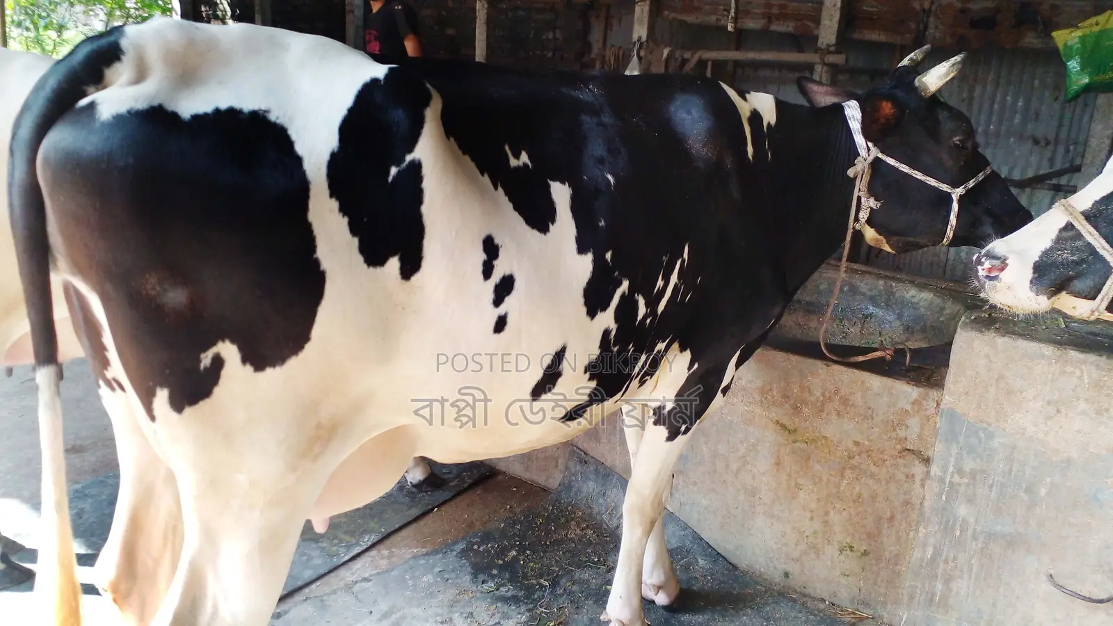১০২৭নং ১৬ লিটার দুদের গাভী বিক্রয় হবে ।