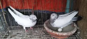 রানিং জোরা