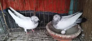 রানিং জোরা