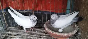 রানিং জোরা
