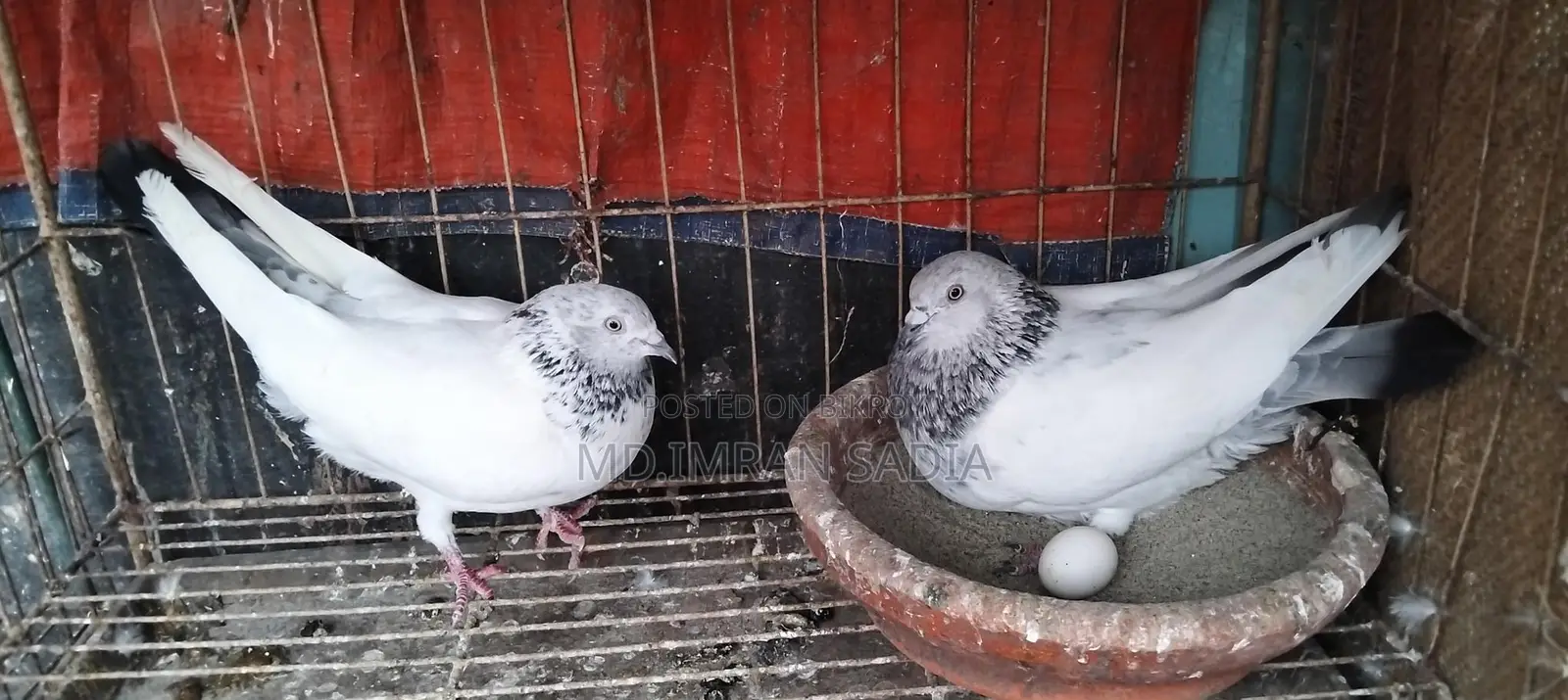 রানিং জোরা