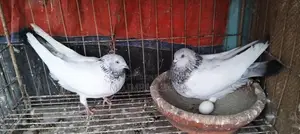 রানিং জোরা