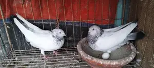 রানিং জোরা