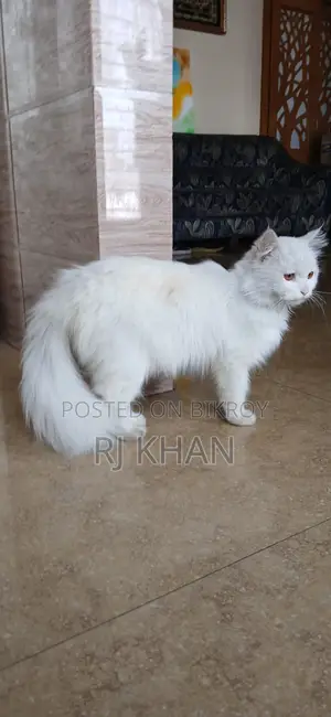 অরজিনিয়াল পার্শিয়ান মেল ক্যাট