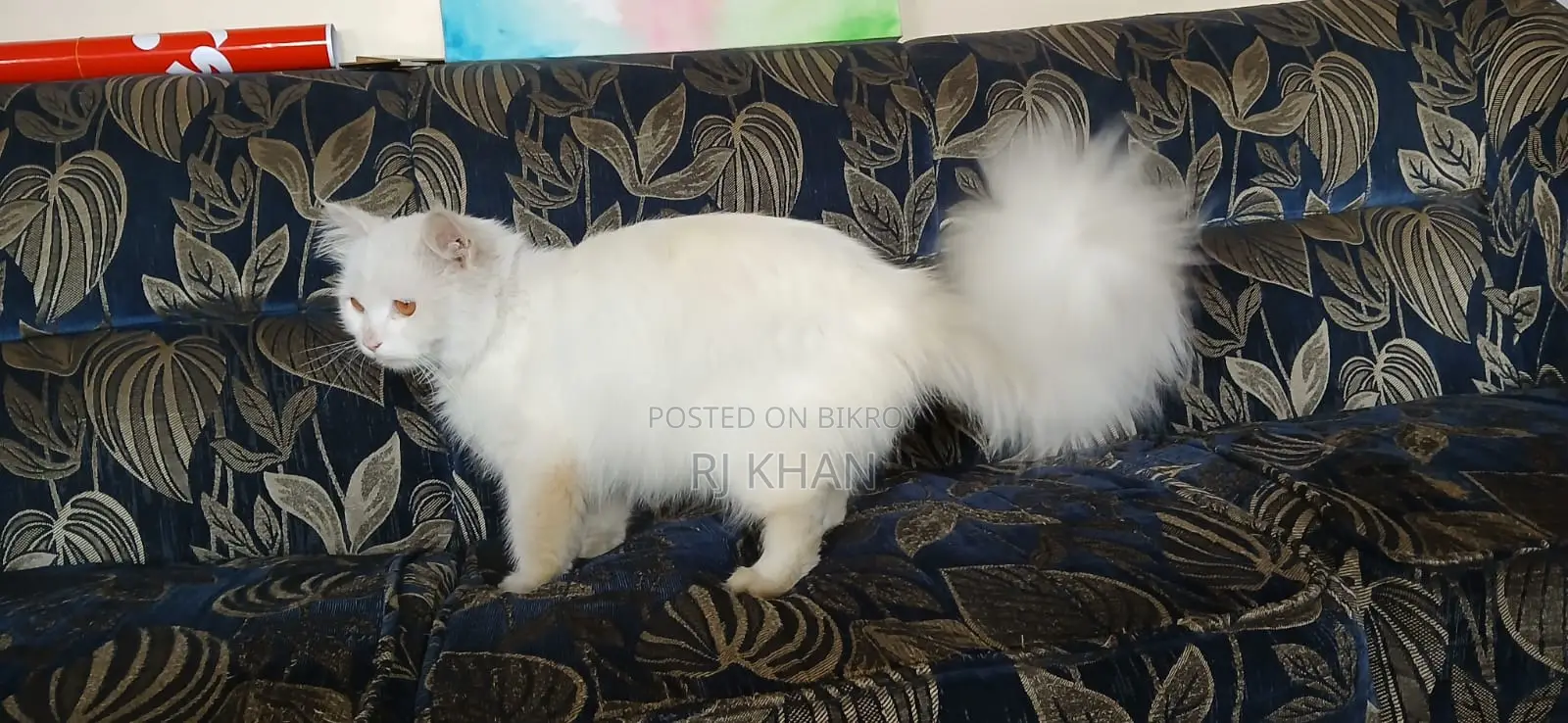 অরজিনিয়াল পার্শিয়ান মেল ক্যাট