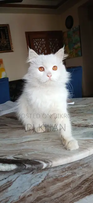 অরজিনিয়াল পার্শিয়ান মেল ক্যাট