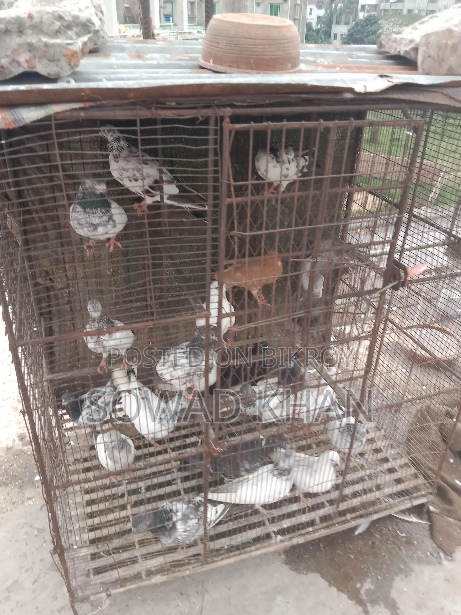Iron Cage for Sale