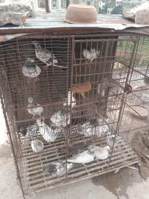 Iron Cage for Sale