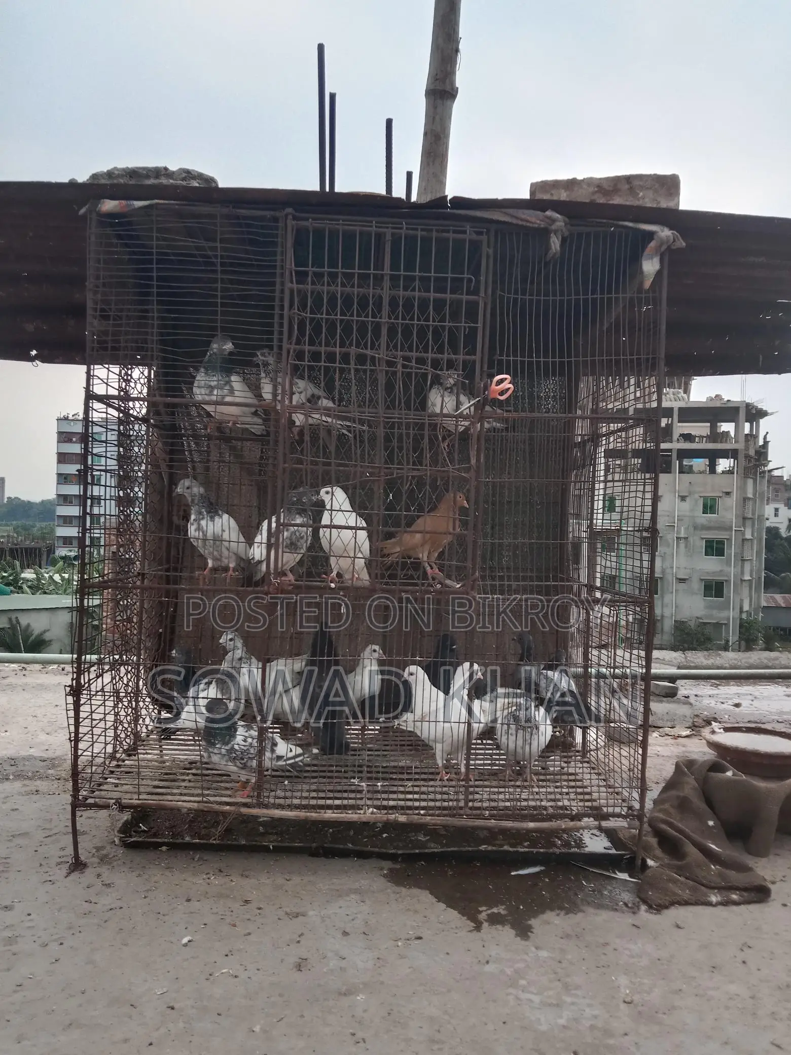 Iron Cage for Sale