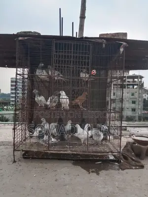 Iron Cage for Sale