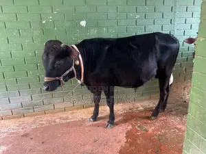 Friesian Cross Bull.
