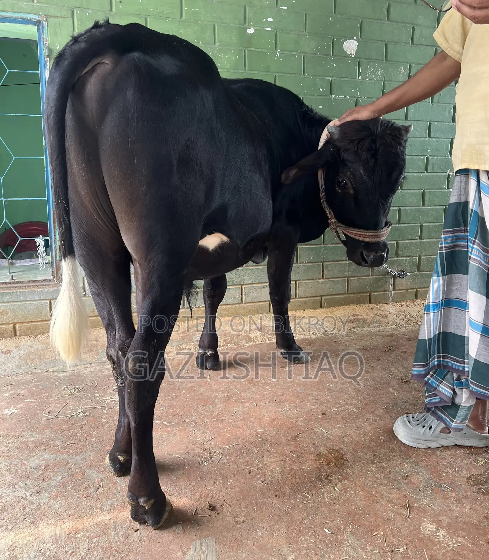 Friesian Cross Bull.