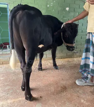 Friesian Cross Bull.