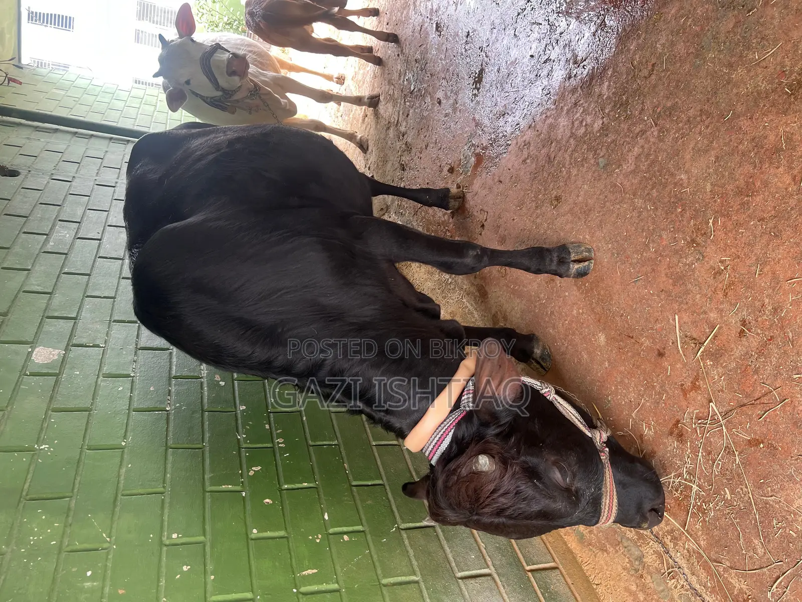 Friesian Cross Bull.