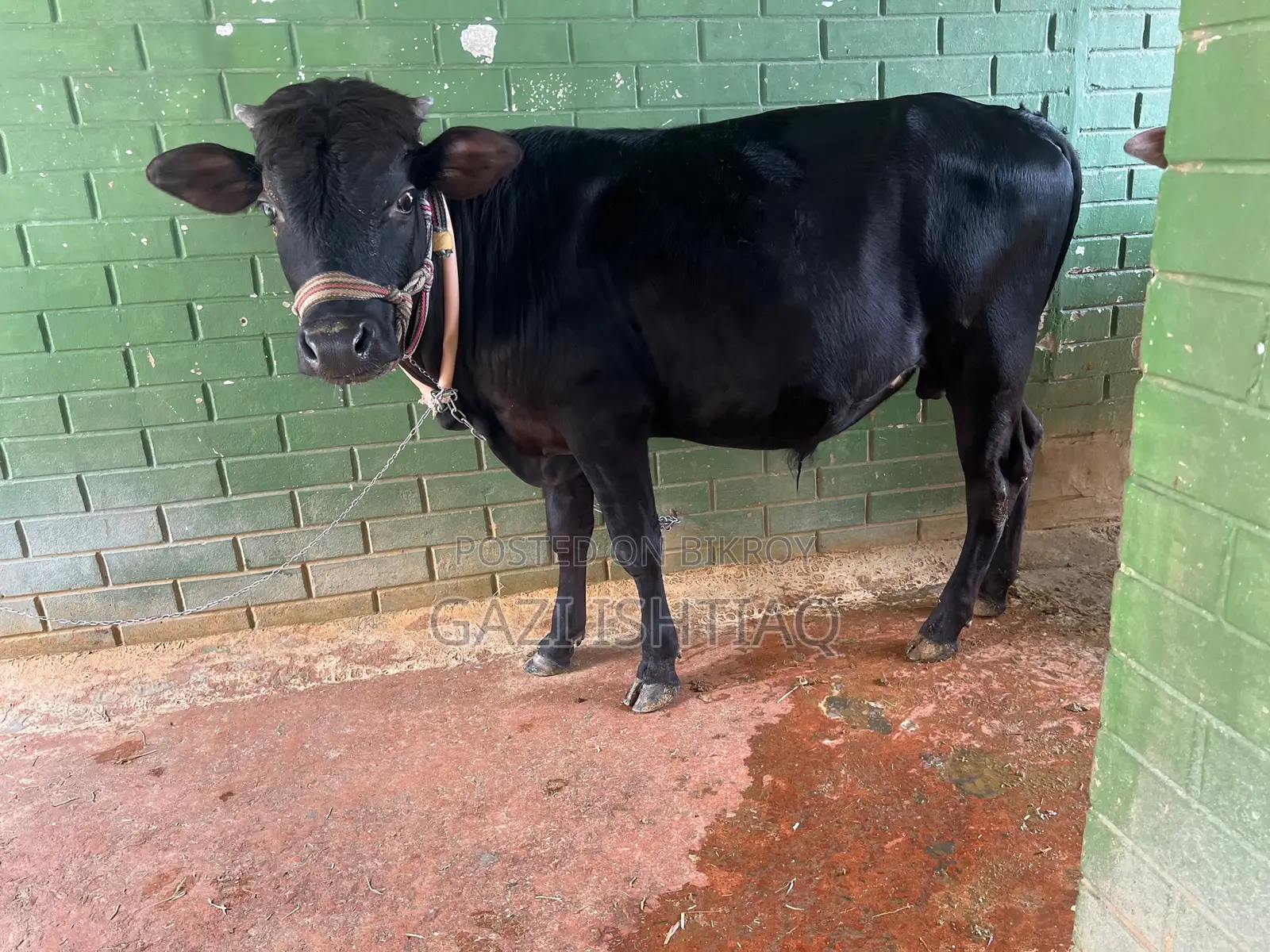 Friesian Cross Bull.