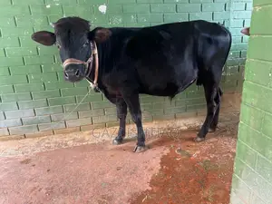 Friesian Cross Bull.