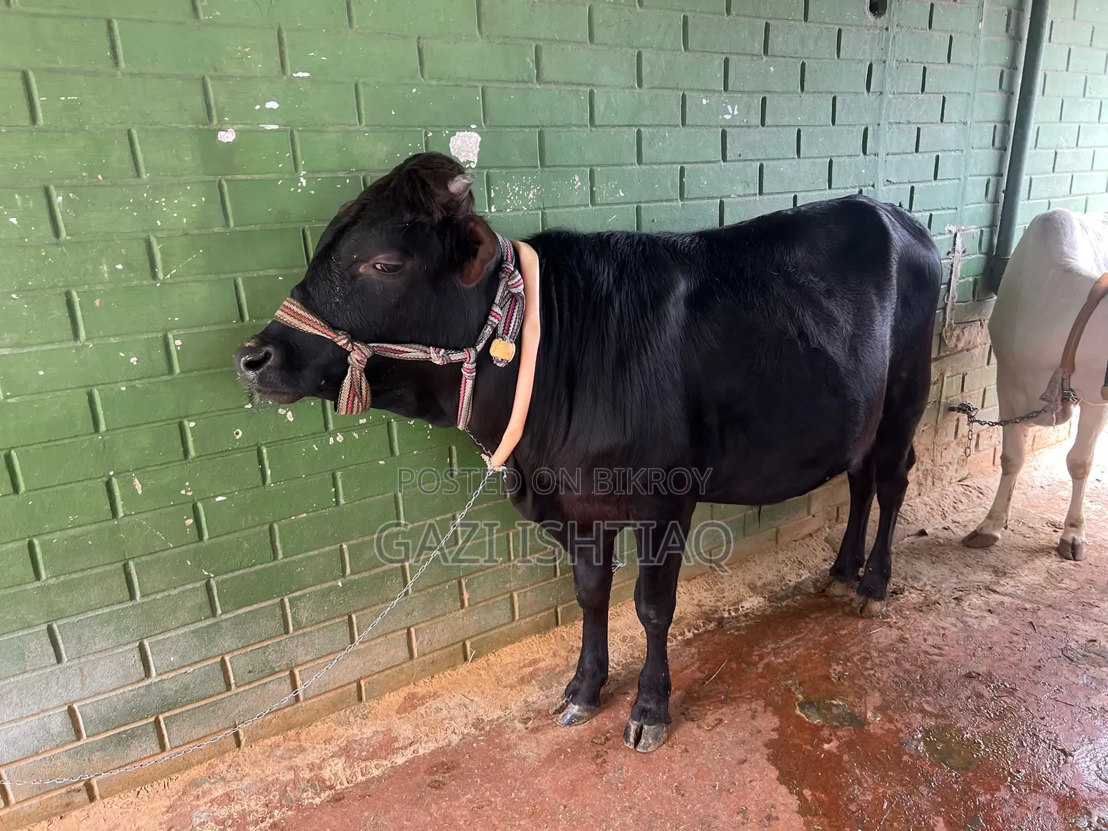 Friesian Cross Bull.