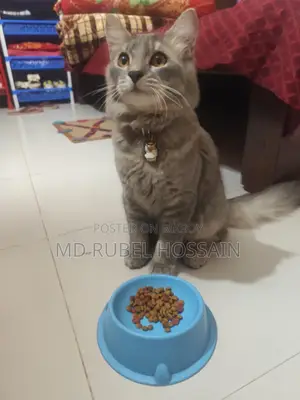 Cat for sale