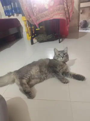 বিড়ালটি বিক্রি করা হবে