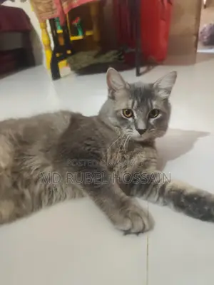 বিড়ালটি বিক্রি করা হবে