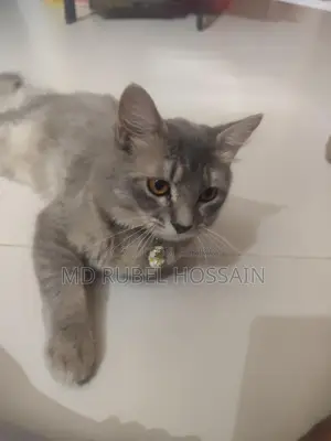 বিড়ালটি বিক্রি করা হবে