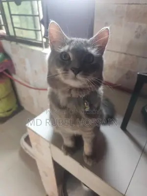 বিড়ালটি বিক্রি করা হবে