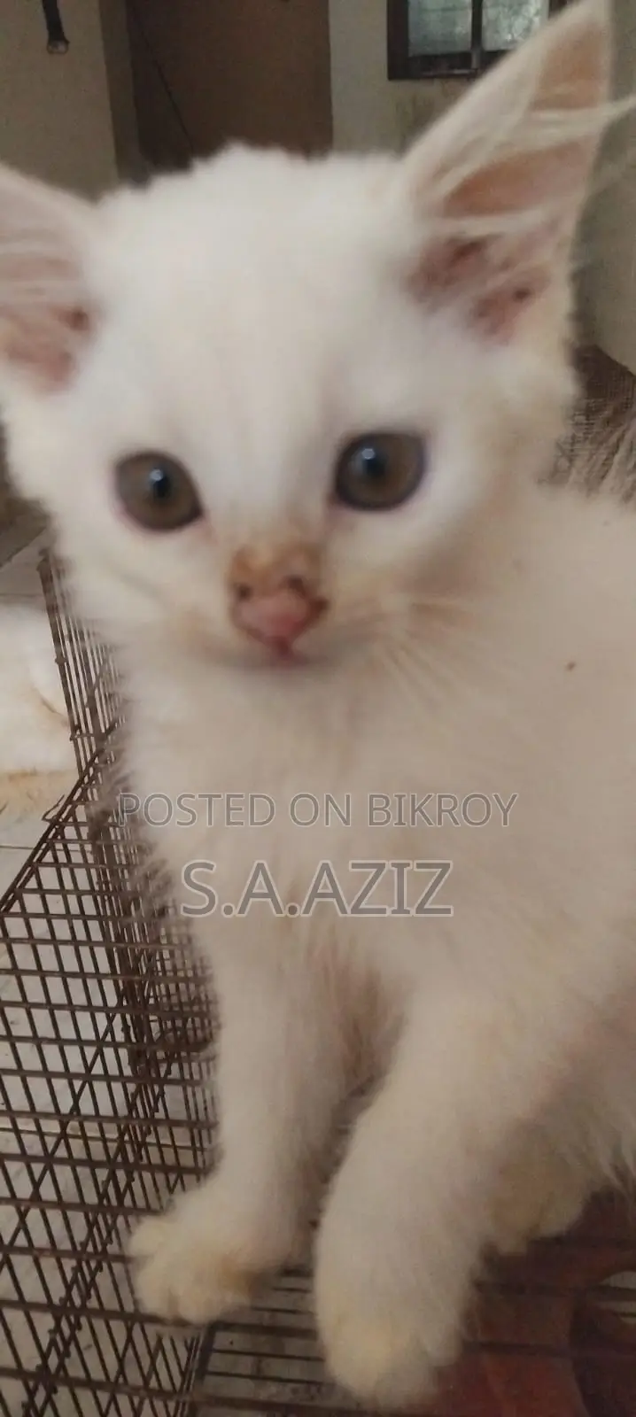 Male Persian Mixed Breed Kitten for Sale