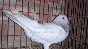 Khaki Male Pigeon