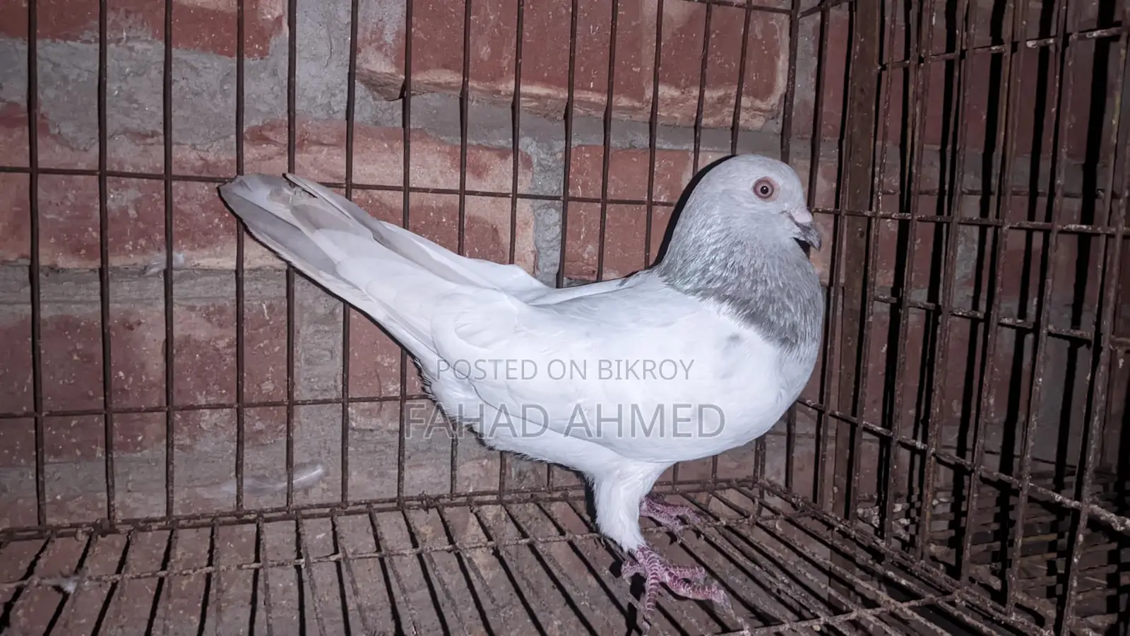 Khaki Male Pigeon