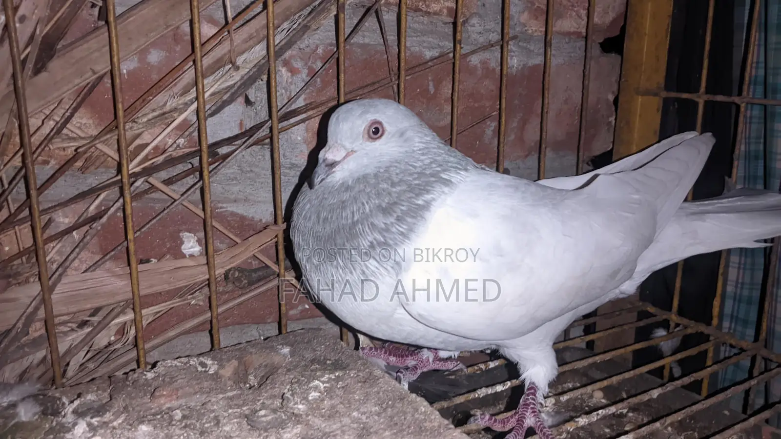 Khaki Male Pigeon