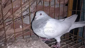 Khaki Male Pigeon