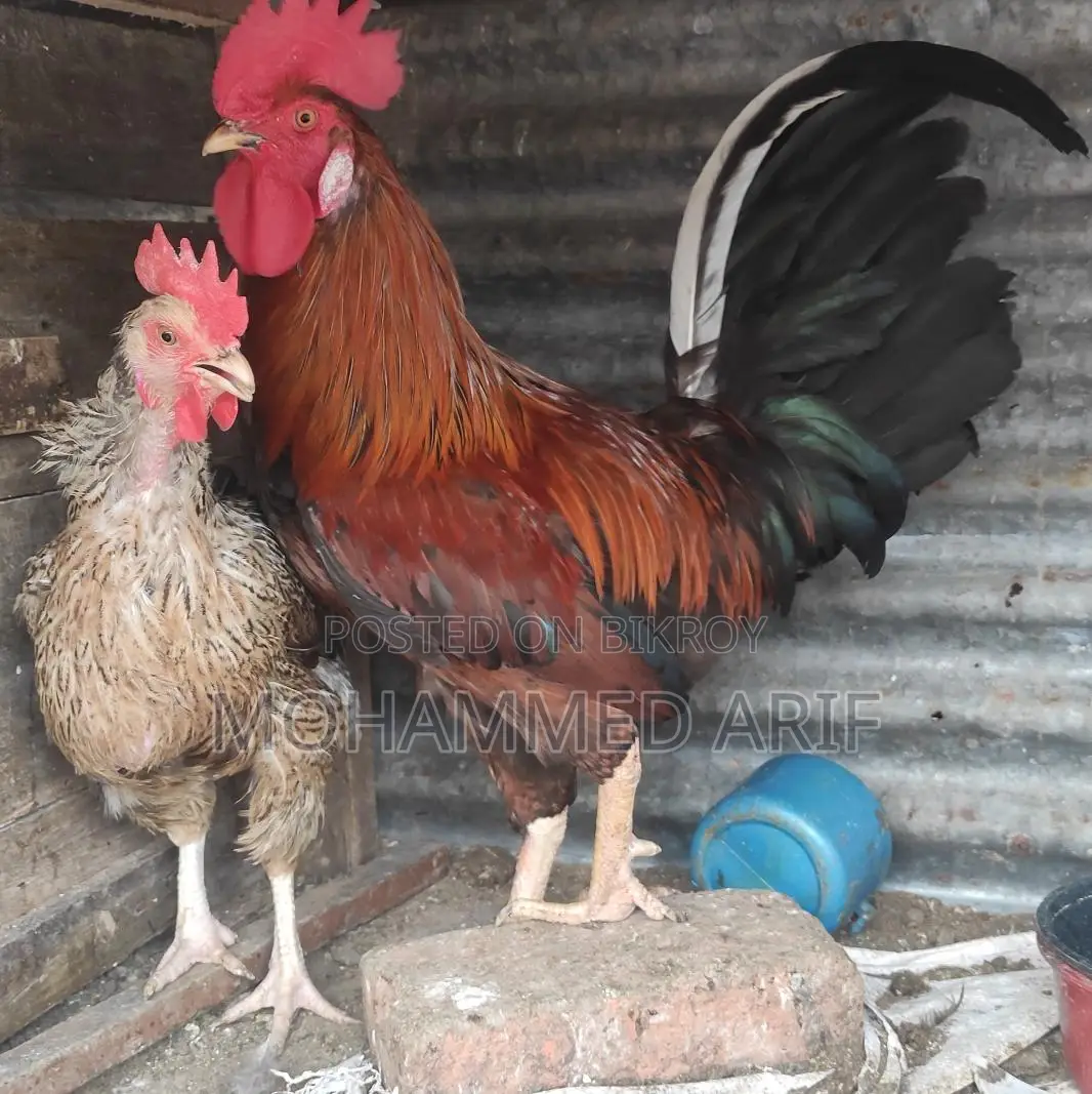 Deshi Pahari Rooster and Hen (Golachila)