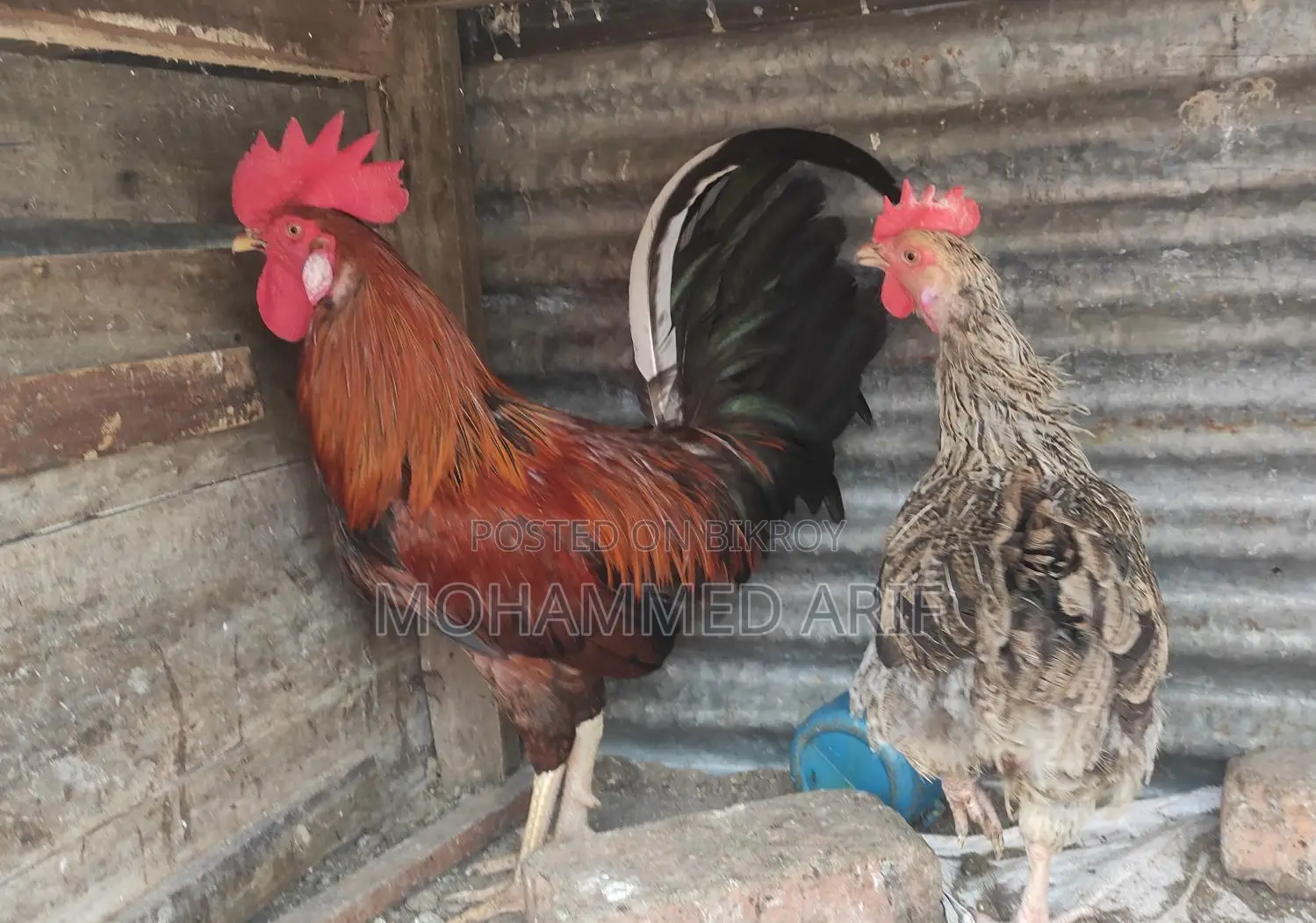 Deshi Pahari Rooster and Hen (Golachila)