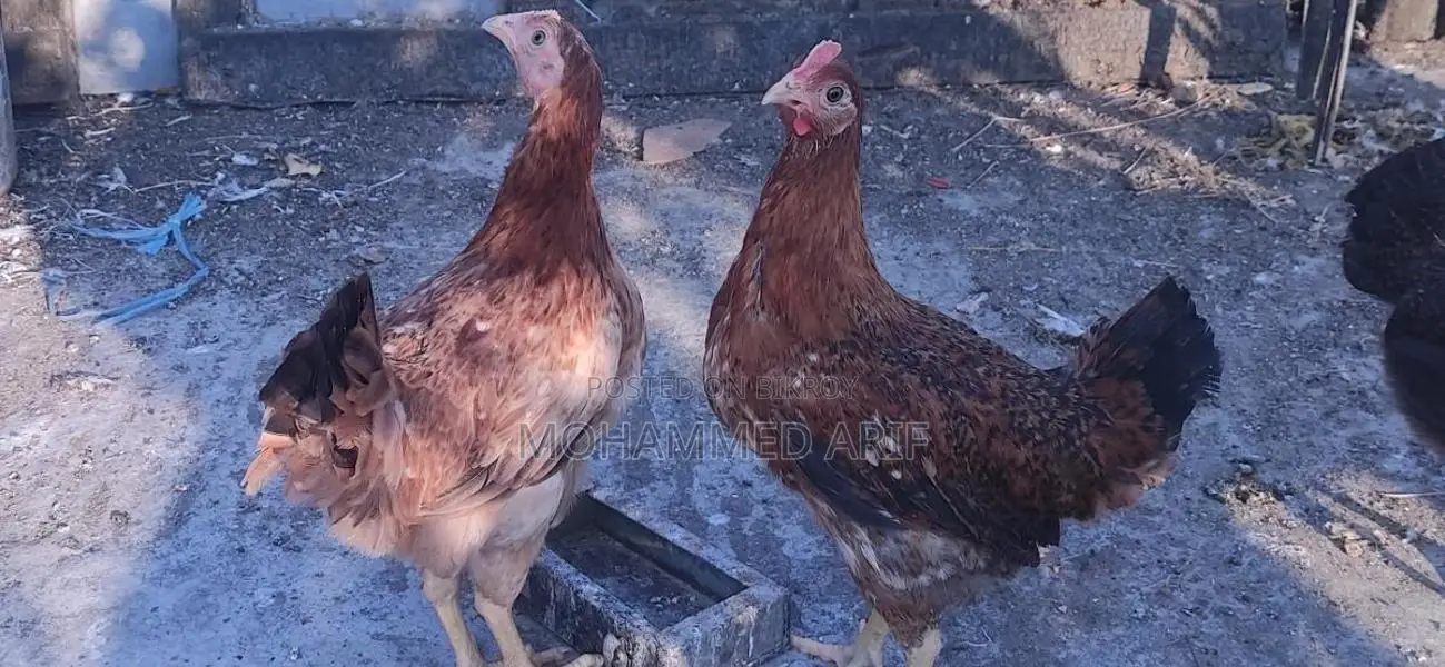 Deshi Pahari Rooster and Hen (Golachila)