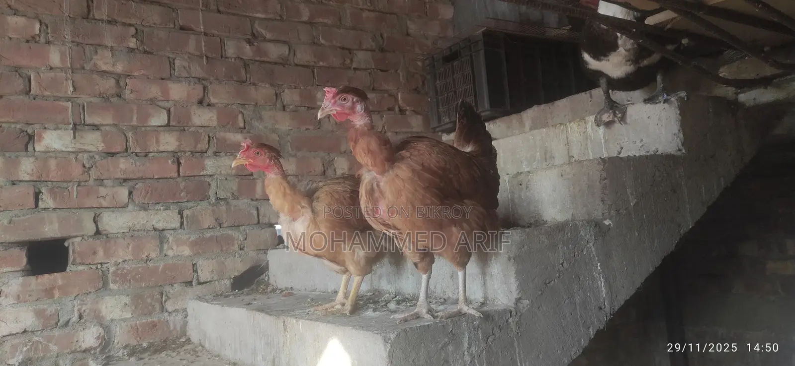 Deshi Pahari Rooster and Hen (Golachila)