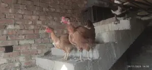 Deshi Pahari Rooster and Hen (Golachila)